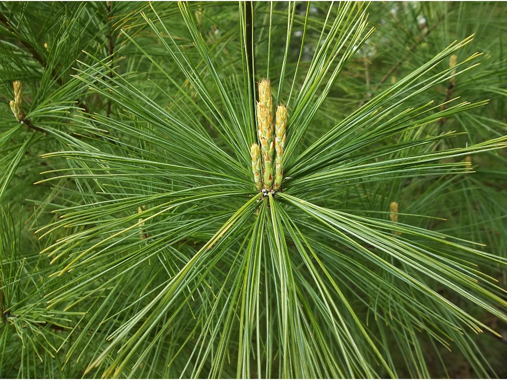 Wind in the Pines Park - Scandia, MN